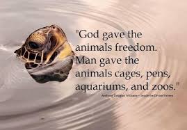 God Gave The Animals Freedom Man Gave The Animals Cages Pens Aquariums And Zoos Quotes Animal Cruelty Veganism Animal Activist Pet Cage Animal Activism