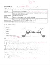 As discussed in chapter 4, the initial primary transcript synthesized by rna polymerase ii undergoes several processing steps before a functional mrna is produced. Enzyme Practice Worksheet With Key Docsity