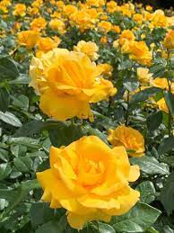 Pin By Maritza Arias On 1 A File General Corporate Flowers Beautiful Roses Beautiful Flower Arrangements