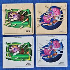 A sac like organelle that stores excess water, food, waste and other substances. Montessori Materials Parts Of An Animal Cell Nomenclature Cards 3 6 Printed