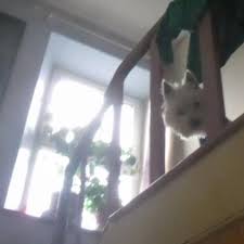 Profile for Snowy Thewless