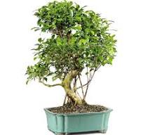 GOLDEN GATE FICUS - ST9122GGF-T