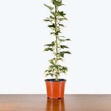 Image result for Fadogia variifolia