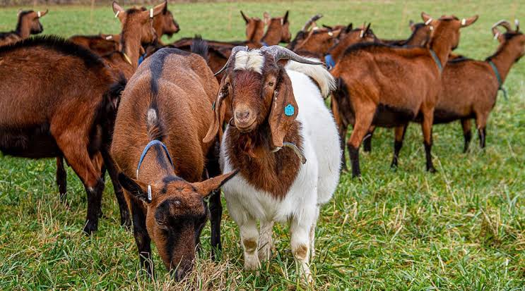 La ganadería caprina de carne en España - AEVAE