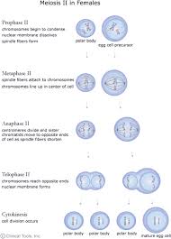 The Cell Cycle Mitosis And Meiosis University Of Leicester