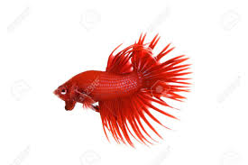 Crowntail betta fish urn cremation kit walnut figure with sapele base and cremation urn vial. Red Crowntail Betta Betta Splendens Siamese Fighting Fish Display Stock Photo Picture And Royalty Free Image Image 54727262
