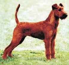 No limit within 20 miles within 50 miles within 100 miles within 200 miles. Irish Terrier Puppies And Dogs For Sale Jelena Dogshows