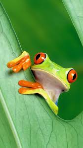 Epingle Sur Palm
