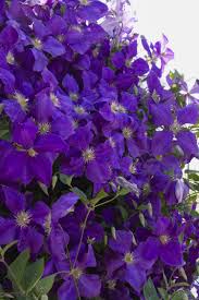 See more ideas about clematis, clematis vine, planting flowers. Jackman Superba Clematis