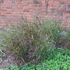 Image result for Panicum chionachne