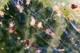 Image result for spotted spider mite