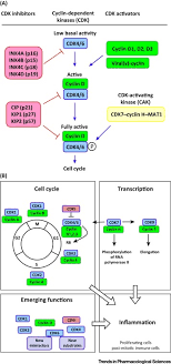 We did not find results for: Cyclin Dependent Kinases As Coregulators Of Inflammatory Gene Expression Trends In Pharmacological Sciences