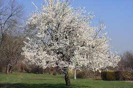 Image result for Prunus