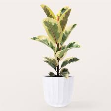 Image result for Ficus tesselata