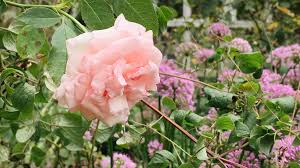 We did not find results for: What To Plant With Roses In The Garden