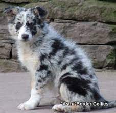 Lue Merle Tricolour Male Rough Coated Border Collie Puppy Border Collie Puppies Border Collie Blue Merle Border Collie Blue