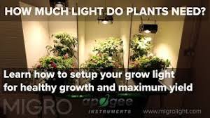 Light absorption in plants occurs due to a compound found in all plants: How Much Light Do My Plants Need Timelapse Grow And Yield Results Youtube