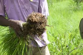Image result for Andropogon canaliculatus
