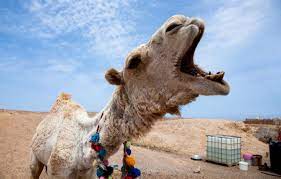 A doctor will prescribe antibiotics to treat a capnocytophaga infection. Woman Bites Camel S Testicles To Escape Enclosure After Being Sat On At Truck Stop Zoo In Louisiana New York Daily News