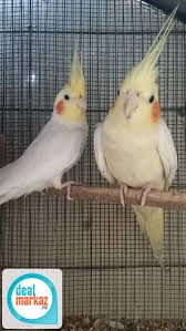 Cocktail Pair Cream Red Eyes For Sale 83495 Birds In Karachi Dealmarkaz Pk