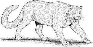 Some of the coloring page names are baby elephant coloring to and for, camplicated coloring for the x 11, vet coloring learny kids, cute animal coloring best coloring for kids, baby elephant coloring to and for, leopard coloring to and for, teaching kids through elephant coloring, baby cheetah leopard panther coloring, cheetah coloring, big. Coloring Pages Coloring Pages Leopard Printable For Kids Adults Free