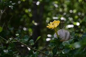 Image result for Garcinia volkensii