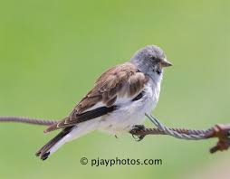 Use custom templates to tell the right story for your business. White Winged Snowfinch Montifringilla Nivalis Pjayphotos
