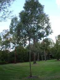 Эвкалипт гэнна ( eucalyptus gunnii ) эвкалипт гэнна ( eucalyptus gunnii )тасмания. Mostgummi Eukalyptus Wikipedia