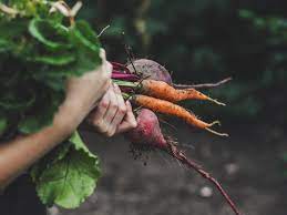 Maybe you would like to learn more about one of these? Can Diabetics Eat Carrots Facts Research And Healthy Diets