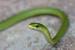 Garden Snake Bite