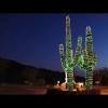 Unlike most cacti, which typically grow in arid environments, christmas cacti are native to the rain forests of brazil, where they grow high up within. 1