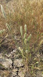 Image result for Polypogon