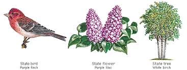 New Hampshire State Bird Flower And Tree State Birds Flowers Bird