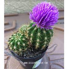 Late spring or summer for some. Do Stores Glue Fake Flowers On Cactus Why And What To Do Succulent Plant Care