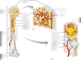 Parts of long bone (applies to other bones too). The Structure Of A Long Bone Diagram Quizlet
