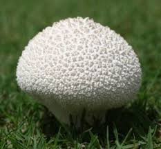 Wearing garden gloves, gently pull each mushroom up from the base and you should be able to remove it with the roots attached. Controlling Mushrooms And Other Fungi In The Landscape