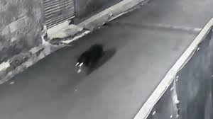 Babi ngepet adalah salah satu bentuk pesugihan yang sudah terkenal. Heboh Terekam Cctv Binatang Mirip Babi Hitam Dikejar Warga Benarkah Ini Wujud Babi Ngepet Halaman All Warta Kota