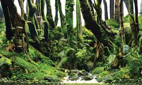 2019 aga aquascaping contest aquariums. Aquascape Ideas Aquascape Contest Winners