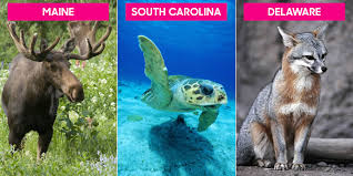 Maybe you would like to learn more about one of these? State Animals State Mammals Birds And Reptiles