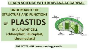 Write The Main Function Of Leucoplast​ - Brainly.In