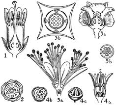 Image result for Ebenaceae