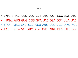 That's what gene expression boils down to. Transcription Translation Worksheet Ppt Video Online Download