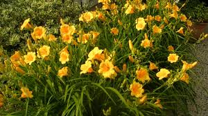 Not that it ever really went to seed, mind you. Should You Eat Daylilies Safety Toxicity And Other Facts Delishably