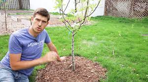 You might also see a mulch volcano springing out of the grass in the middle of a lawn. Top 3 Mistakes Made When Mulching Trees Youtube
