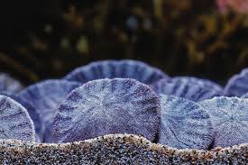 Image result for Coral Sand 1947 Kaiser