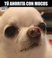 Todo Enfermo De Gripa Memes Divertidos Imagenes De Perros Graciosos Memes De Enfermos