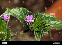 Image result for Elephantopus scaber