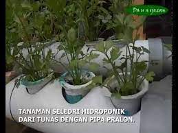 Maybe you would like to learn more about one of these? Cara Menanam Seledri Hidroponik Split Anak Tunas Youtube
