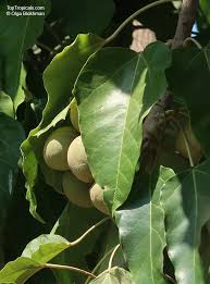 Image result for Aleurites