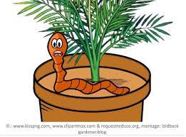 Your compost tumbler is more than just a place where you can throw your most types of worms, from red wigglers to your standard earthworm, help break down food debris when they're out in the wild. Earthworms In Your Houseplants Laidback Gardener
